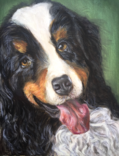 Oil Painting of Bernese Mountain dog by artist Kelly Conley